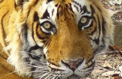 tiger-at-ranthambore[1]