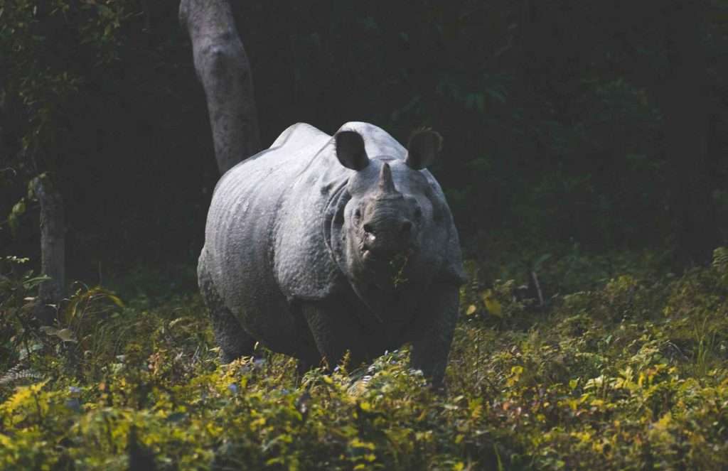 One horned Rhino in Kaziranga National Park, Assam, India