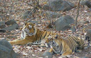 Taj & Tigers Group Tour