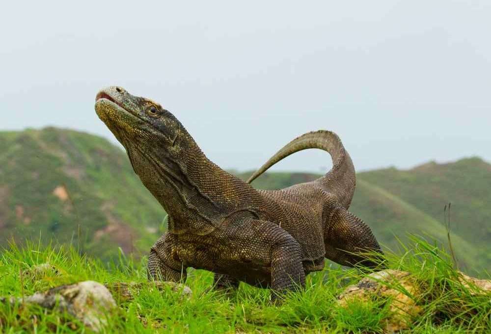Komodo Dragon, flores