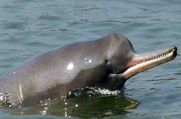 Dudhwa Tiger Reserve