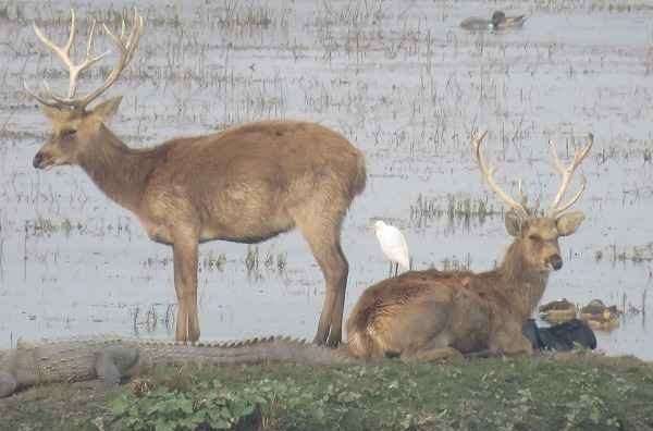 Dudhwa Tiger Reserve