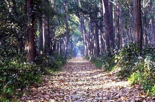 Dudhwa Tiger Reserve