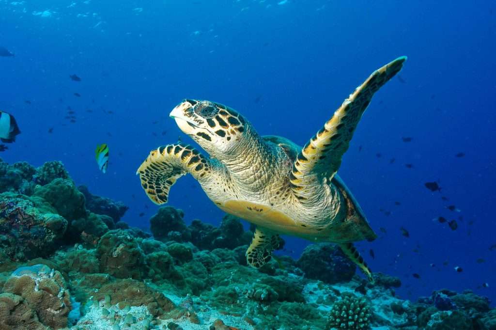 The Sun Siyam Iru Fushi