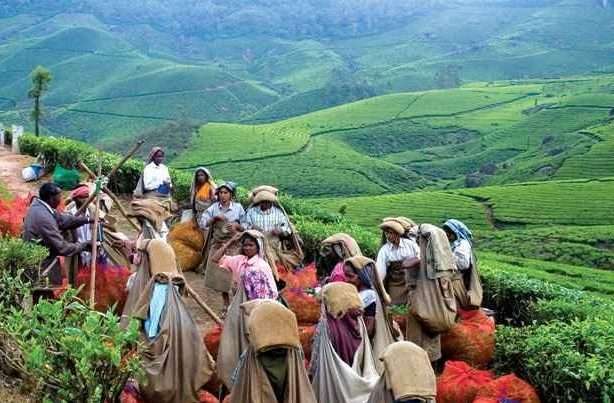 munnar