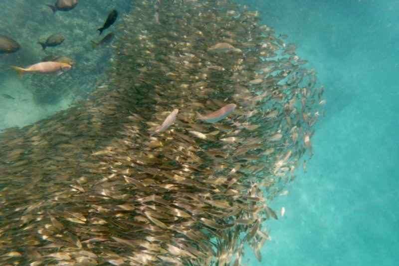 Lombok Snorkeling and diving