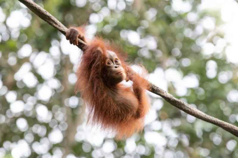 Borneo NP