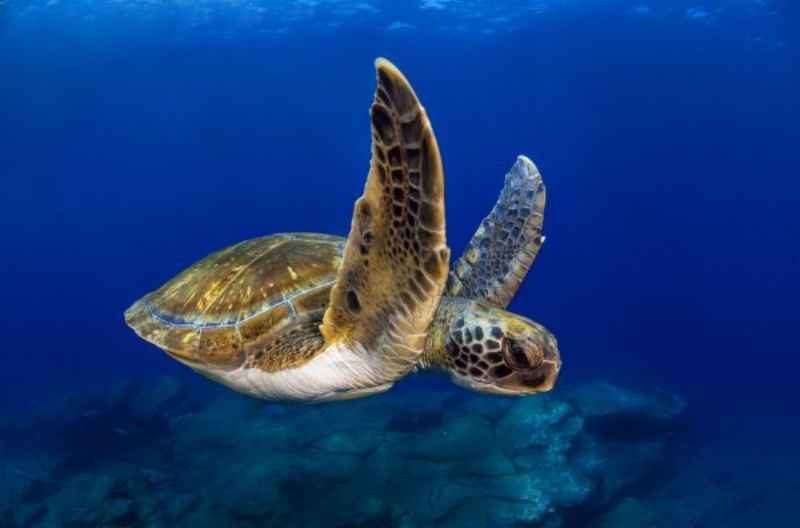 Lombok Snorkeling and diving