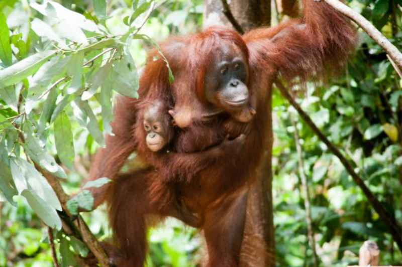 Borneo Wildlife
