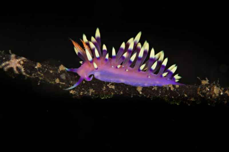 Lombok Snorkeling and diving