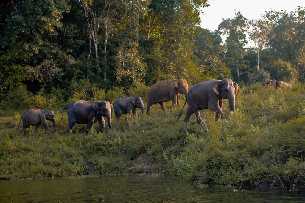 Wild Glamping Gal Oya