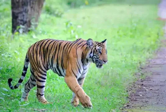 Kabini NP
