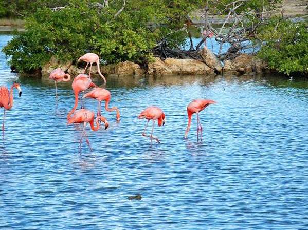 Scuba Lodge - flamingos